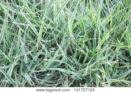 Close up of green grass -natural background