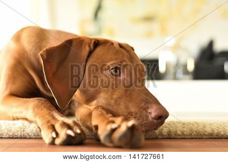 Cute viszla lying on a white carpet. Brown dog lying down.