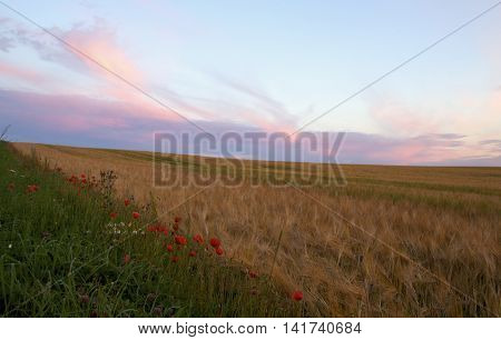 Poppies and corn seed field in colored sunset