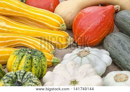 Variety of different kind of harvested pumpkins.