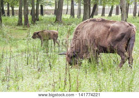 Aurochs in Bialowieski National Park - Poland.