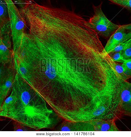 Confocal Microscopy Of Fibroblast Cells