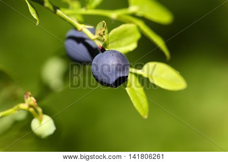 Fruits of the European blueberry (Vaccinium myrtillus)