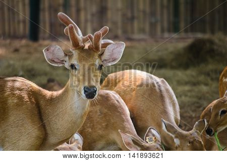 many brow antlered deer live in farm