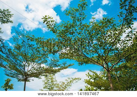 Photo of the Crowns trees against blue sky on tropical beach