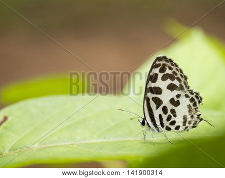 Closeup white butterfly with lack wings on green leaf at Pang Sida National Park Sa Kaeo Thailand