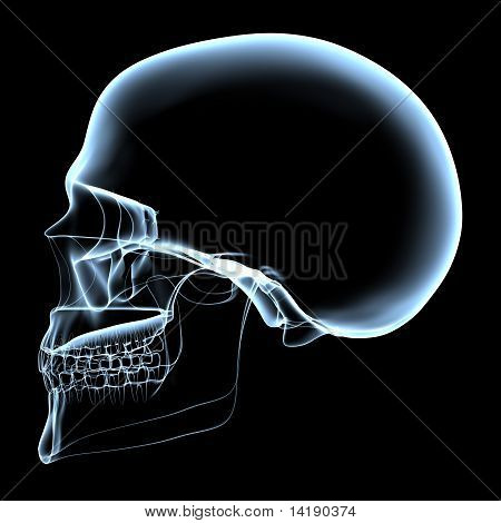 Menneskelige kranium - X-ray sideudsigt