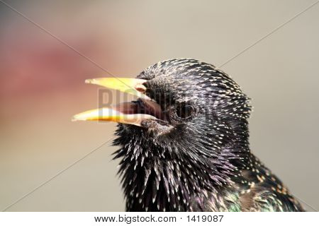 Detailní záběr Cvrlikající britské Starlingová.