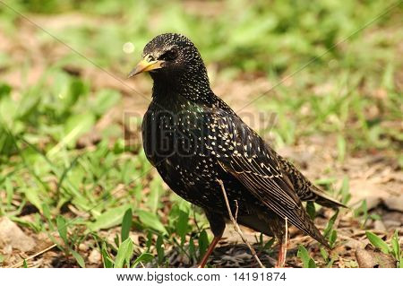 ouzel นก