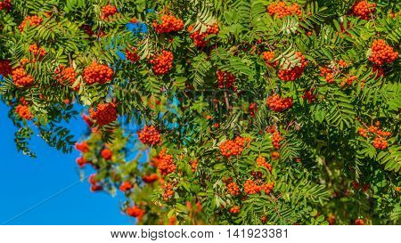 Red rowan berry with blue sky in background.