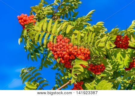 Red rowan berry with blue sky in background.
