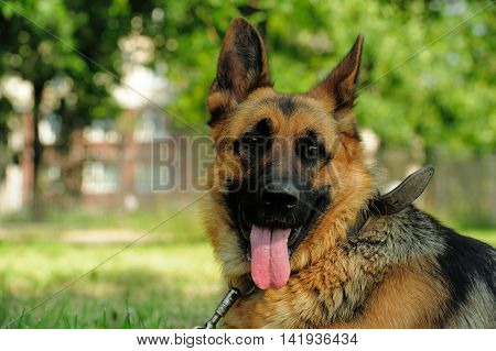 A friendly german shepherd dog with its tongue hanging out outdoors