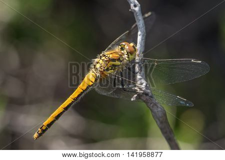Female Black Darter dragonfly (Sympetrum danae) perched on a twig.