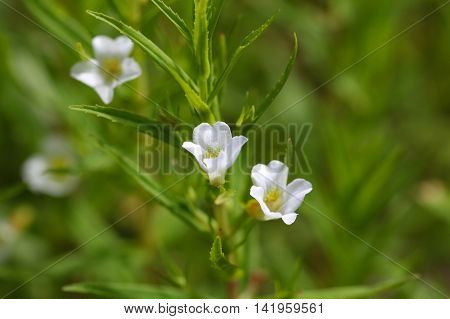 Flower of a gratiole (Gratiola officinalis) an endangered plant of Europe.