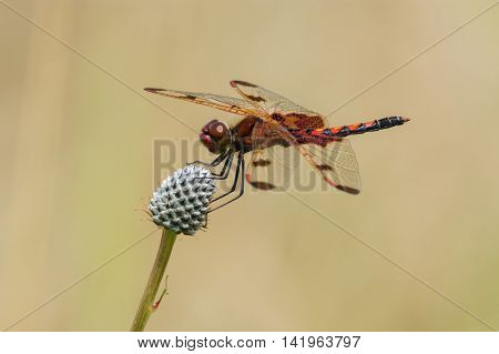Calico Pennant Celithemis elisa perched on a plant in a prairie.