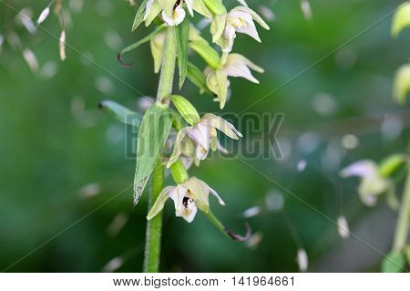 Flowers of the wild orchid Epipactis muelleri.