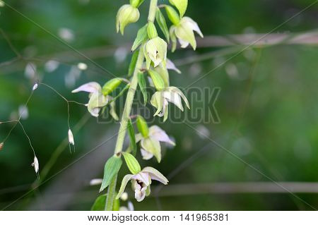 Flowers of the wild orchid Epipactis muelleri.