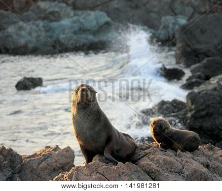 A Mother and Pup Fur Seal at Cape Palliser, New Zealand.