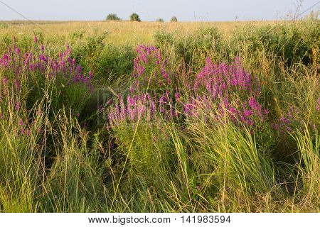 Clusters Of Loosestrifes In Field. Medical Grassland. Lythrum Salicaria