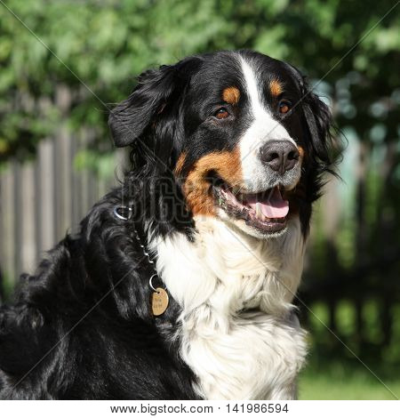 Nice Bernesse Mountain Dog In The Garden