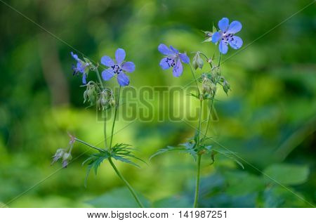 Blue wild flowers on green background in summer Sunny day