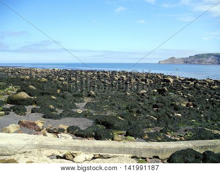 Rocks covered with seaweed on Ruswick Bay Beach in North Yorkshire