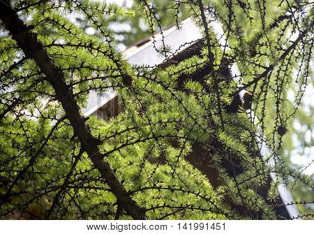close-up branch of larch with blurry background