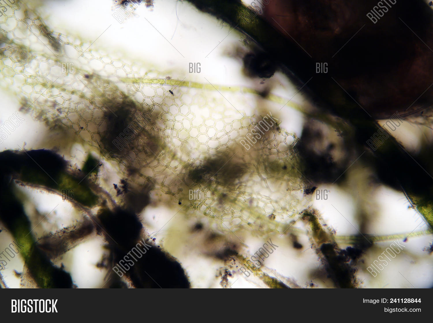 Algae Microscopic Image & Photo (Free Trial) | Bigstock