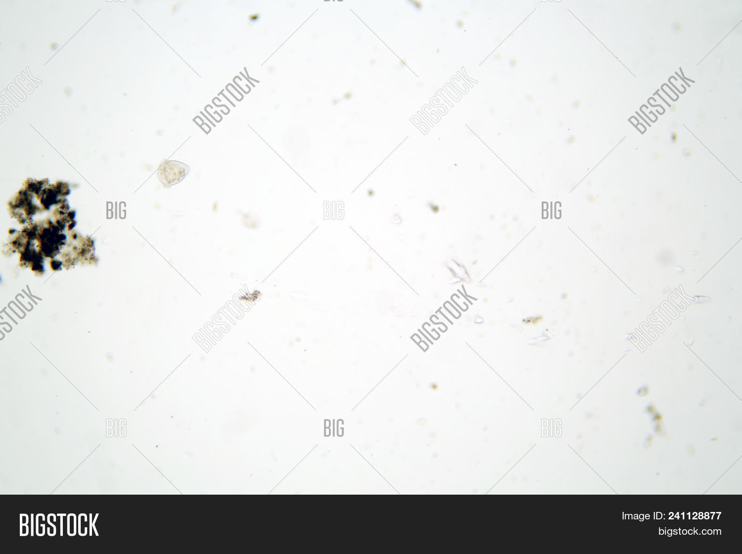 Microscopic Animals Image & Photo (Free Trial) Bigstock