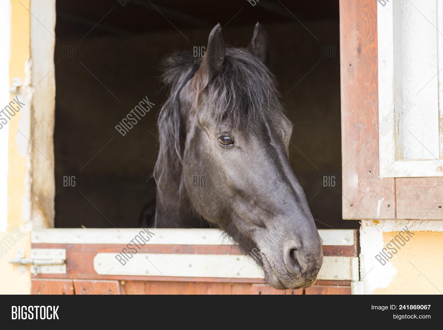 Black Horse Stable. Image & Photo (Free Trial) Bigstock