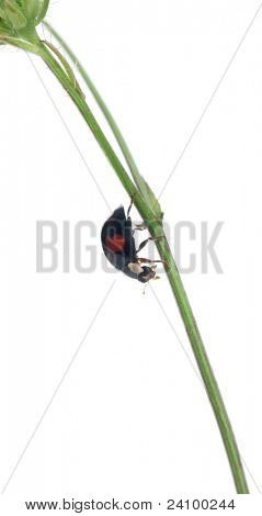 Azjatycki dama beetle, czy japoński biedronka lub biedronka arlekin, Harmonia axyridis, na elektrowni w fro