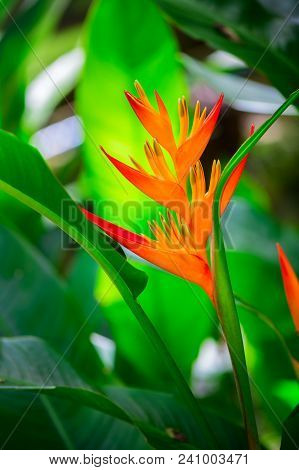 Beautiful Heliconia Flower In Garden Nature Concept