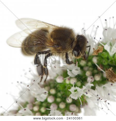 ผึ้งงานหญิง Anthophora plumipes ในโรงงานด้านหน้าพื้นหลังสีขาว
