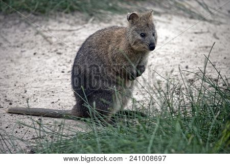 The Quokka Is Standing On Its Hind Legs