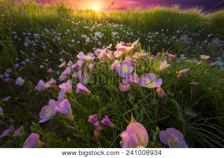 Stunning Sunrise In Rural Texas Featuring Pink Evening Primrose Wildflowers Bathed In Early Morning 