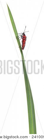 Příjemná vůně rostlin bug, Corizus hyoscyami, na stéblo trávy před bílým pozadím
