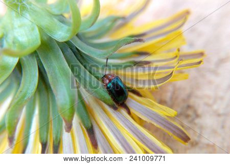 Beetle Green With Red Head On Dandelion Flower Close-up Blurred Background