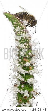ผึ้งงานหญิง Anthophora plumipes ในโรงงานด้านหน้าพื้นหลังสีขาว