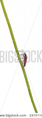 Příjemná vůně rostlin bug, Corizus hyoscyami, na máku kmen před bílým pozadím