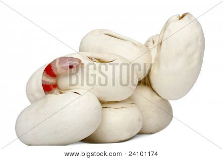 Hypomelanistic milk snake or milksnake, lampropeltis triangulum hondurensis, 16 minutes old, in front of white background