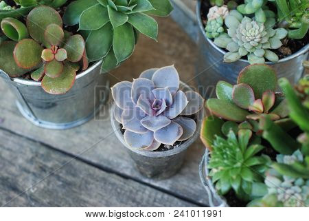 Mix Variety Of Succulent Flowers In Pot Plants In Garden. Rustic Wooden Blackground.