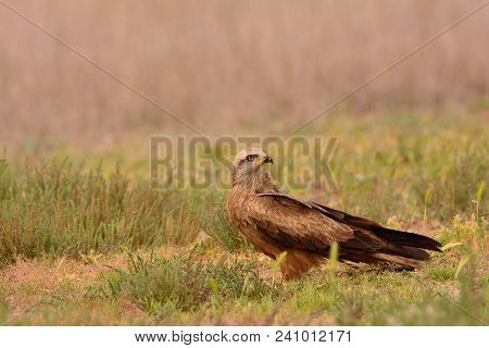 Black Kite, Milvus Migrans Perched In The Countryside.