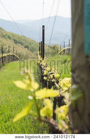Sangiovese Crops Technique Around The Relaxing Assisi Hills