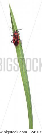Příjemná vůně rostlin bug, Corizus hyoscyami, na stéblo trávy před bílým pozadím