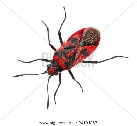 Příjemná vůně rostlin bug, Corizus hyoscyami, před bílým pozadím