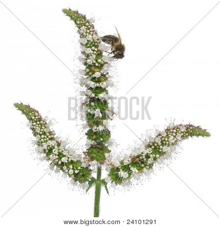 ผึ้งงานหญิง Anthophora plumipes ในโรงงานด้านหน้าพื้นหลังสีขาว