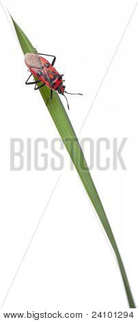 Příjemná vůně rostlin bug, Corizus hyoscyami, na stéblo trávy před bílým pozadím