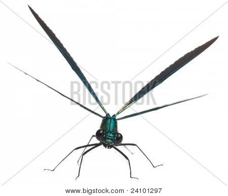 Maschio Banded Demoiselle, Calopteryx splendens, davanti a sfondo bianco