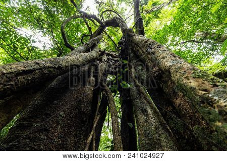 Dynamic wide angle shot inside the bark of a ficus tree, Munduk forest, Bali, IndonesiaI