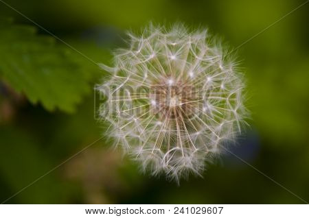 Just A Dandy: A Lone Dandelion Bloom Amongst Green Leaves